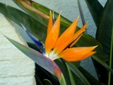 Bird of paradise